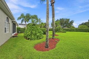 Backyard1