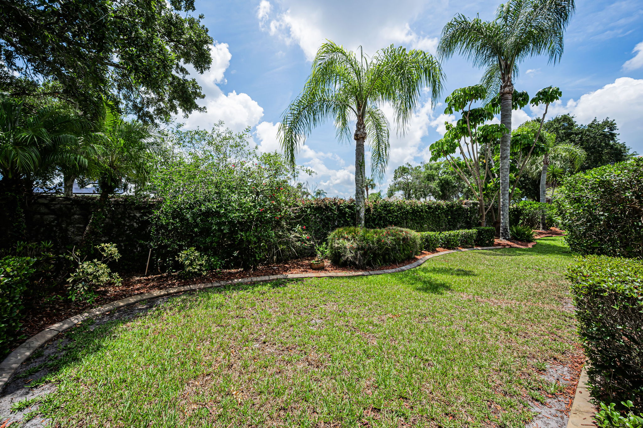 Backyard1