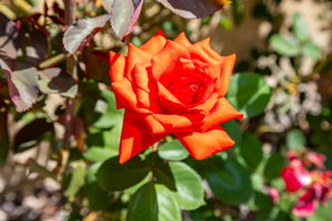  Photo 45