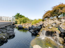 Koi Pond