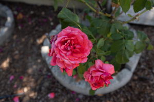  Photo 28