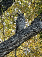 One of your new tree neighbors!  You'll recognize the Great Horned Owl by the Long "whooooo"
