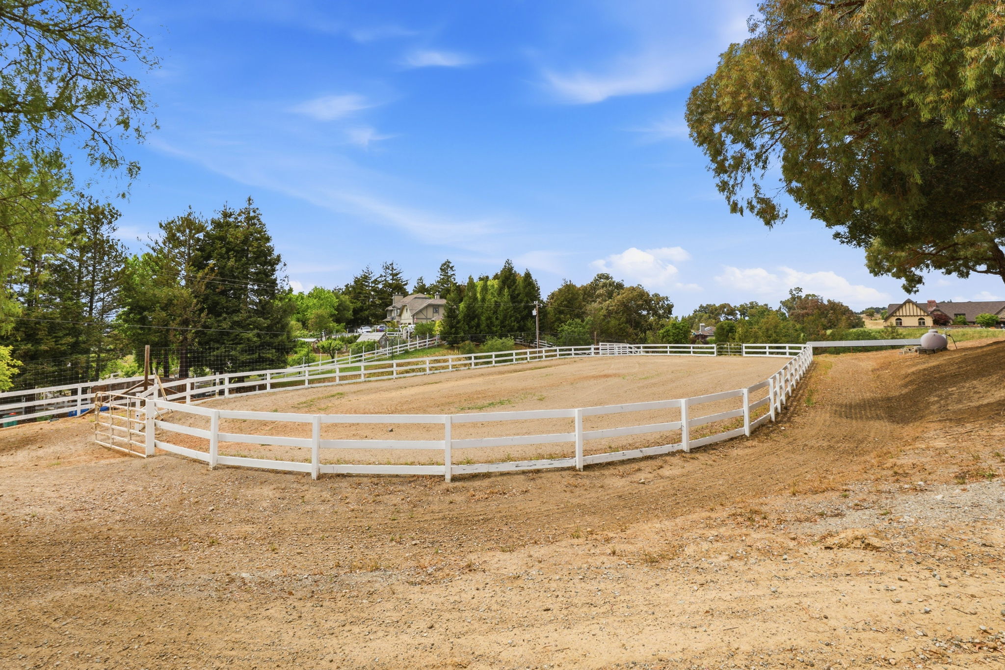 049_F8_9508 Sugar Babe