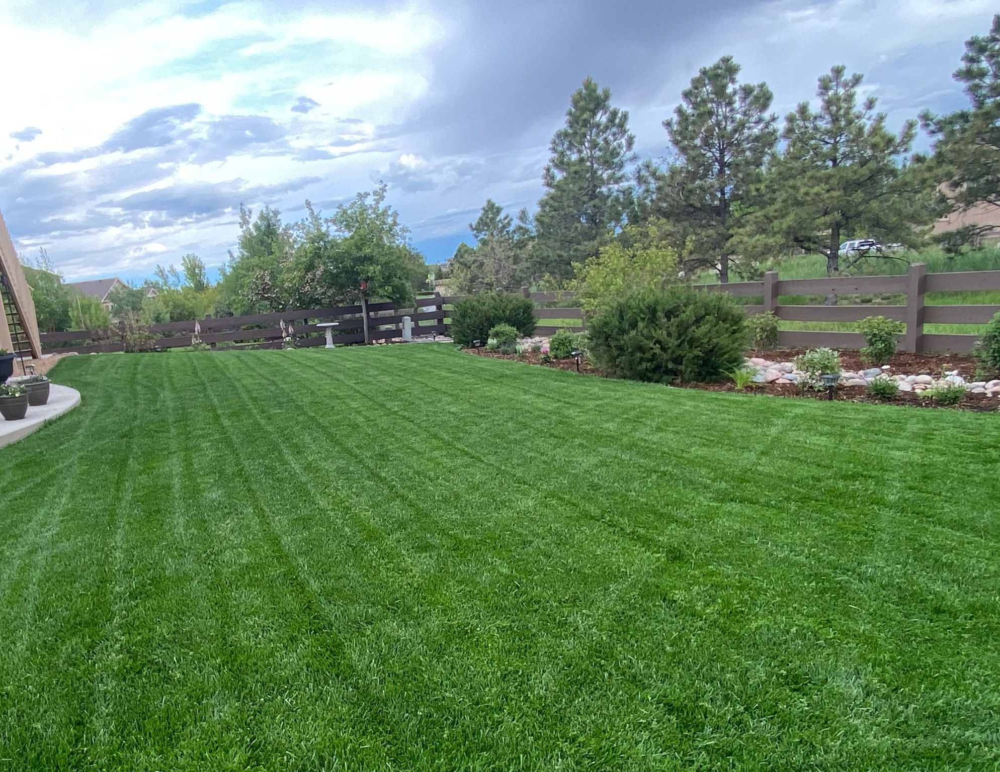 Yard during the Summer time