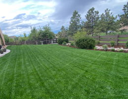Yard during the Summer time