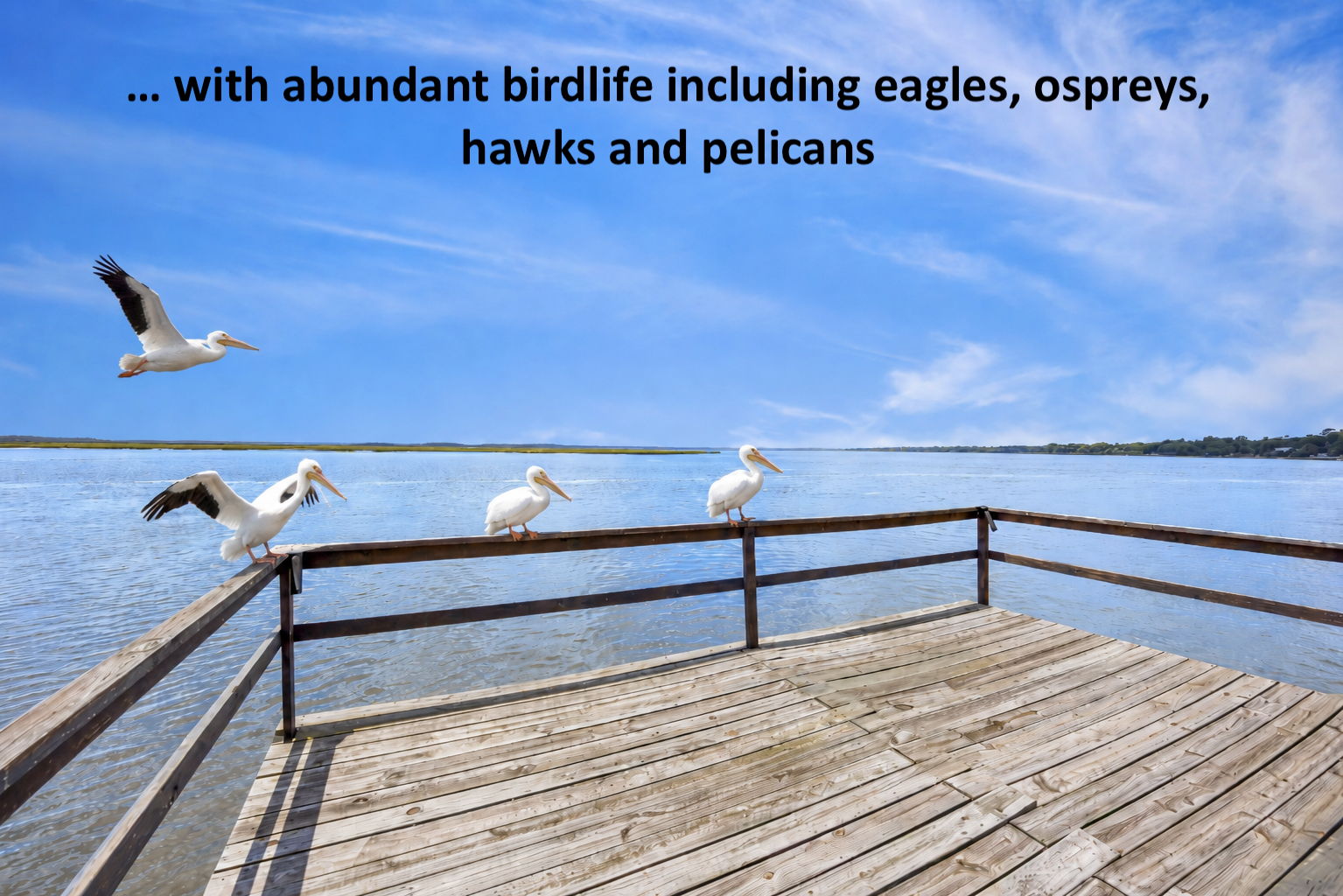 ...or simply take in the incredible birdlife, including eagles, ospreys, hawks and pelicans...