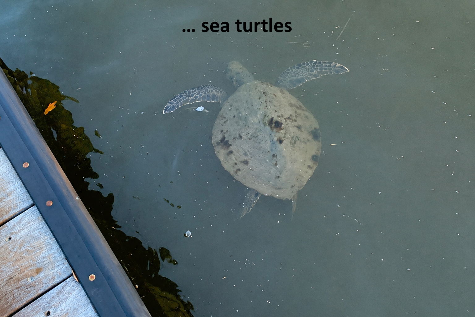 ...along with sea turtles and other marine life.