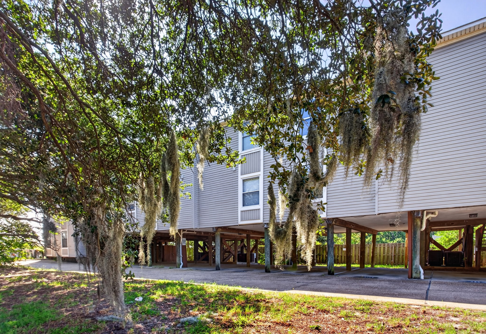 SPANISH MOSS & HUNDREDS YEAR OLD LIVE OAKS