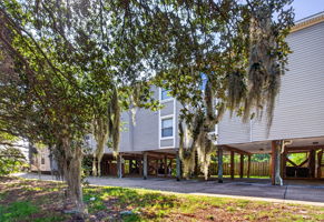 SPANISH MOSS & HUNDREDS YEAR OLD LIVE OAKS