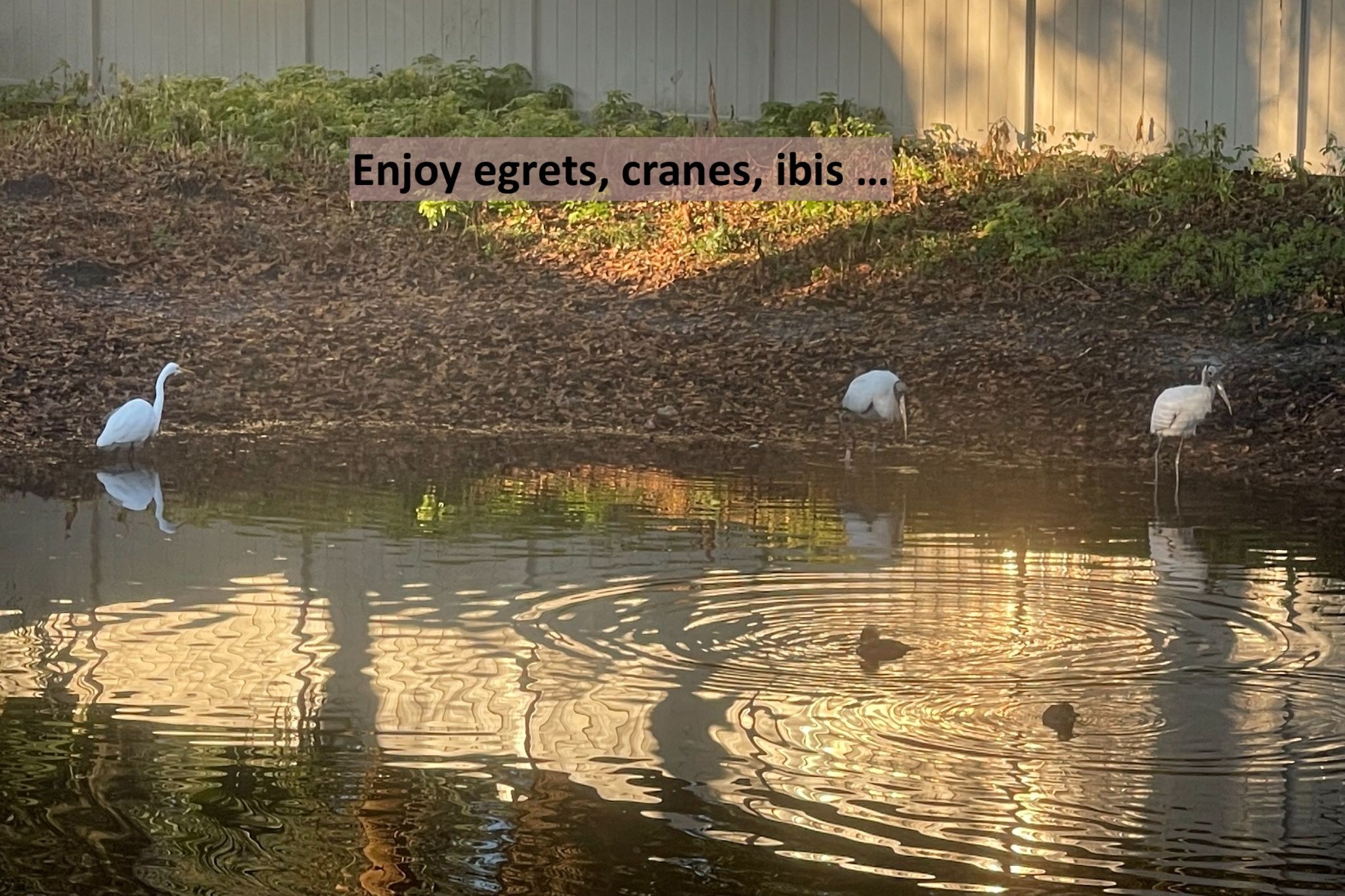 ... attracting coastal waterfowl, including egrets, cranes, ibis