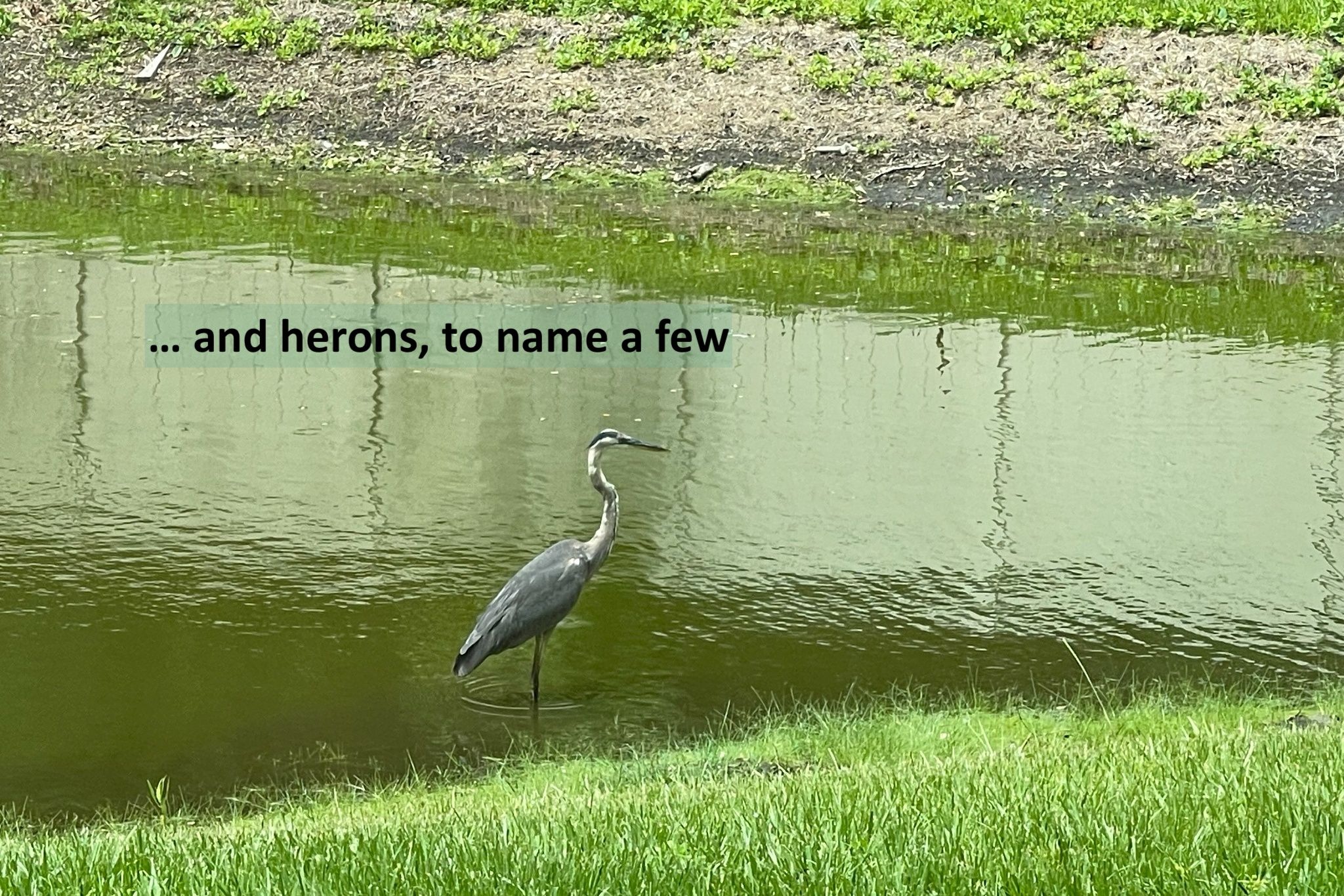 ... and herons, to name a few