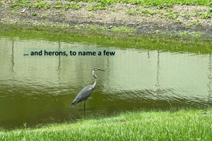 ... and herons, to name a few