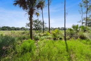 Marsh View