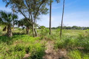 Marsh View
