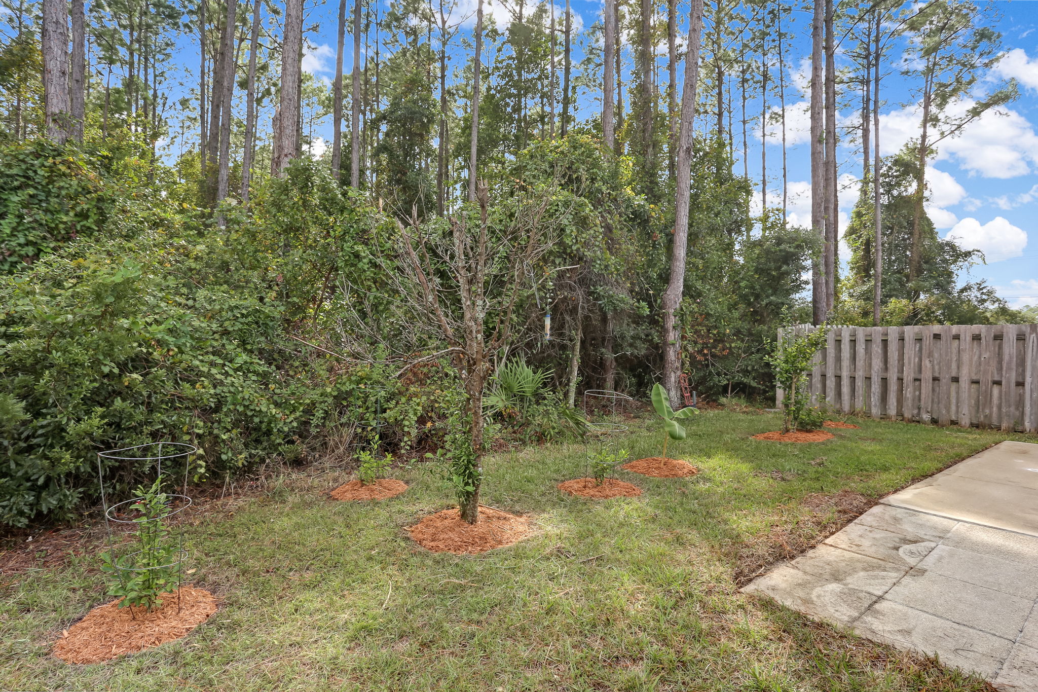 Backyard fruit trees and natural woods
