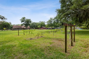 Grape Vine