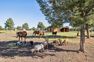 9665 N Stagecoach Dr, Williams - 078.jpg