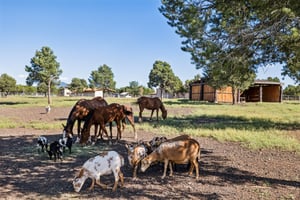 9665 N Stagecoach Dr, Williams - 079.jpg