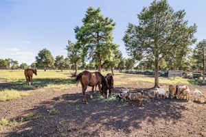 9665 N Stagecoach Dr, Williams - 080.jpg