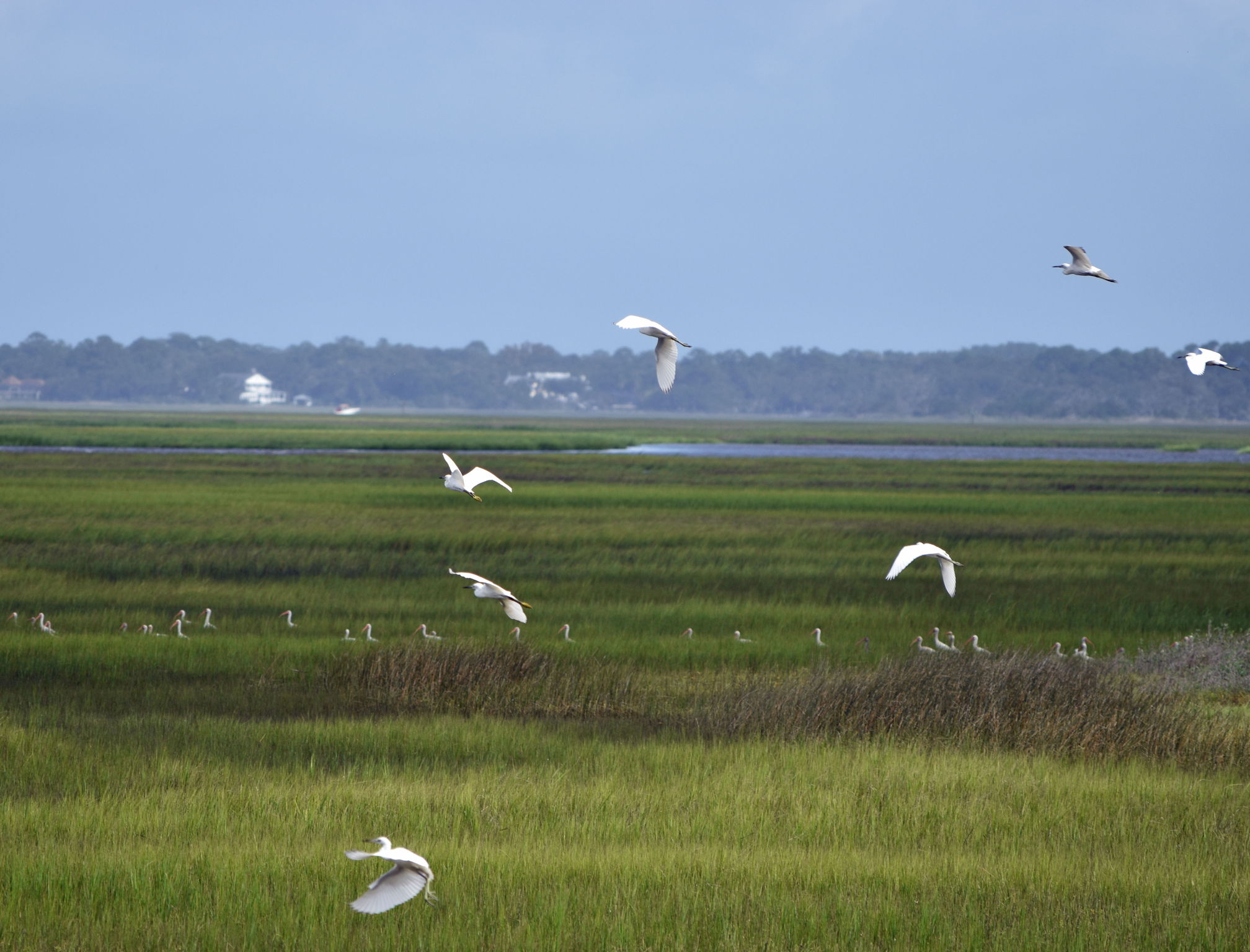 Marsh Birds In Flight