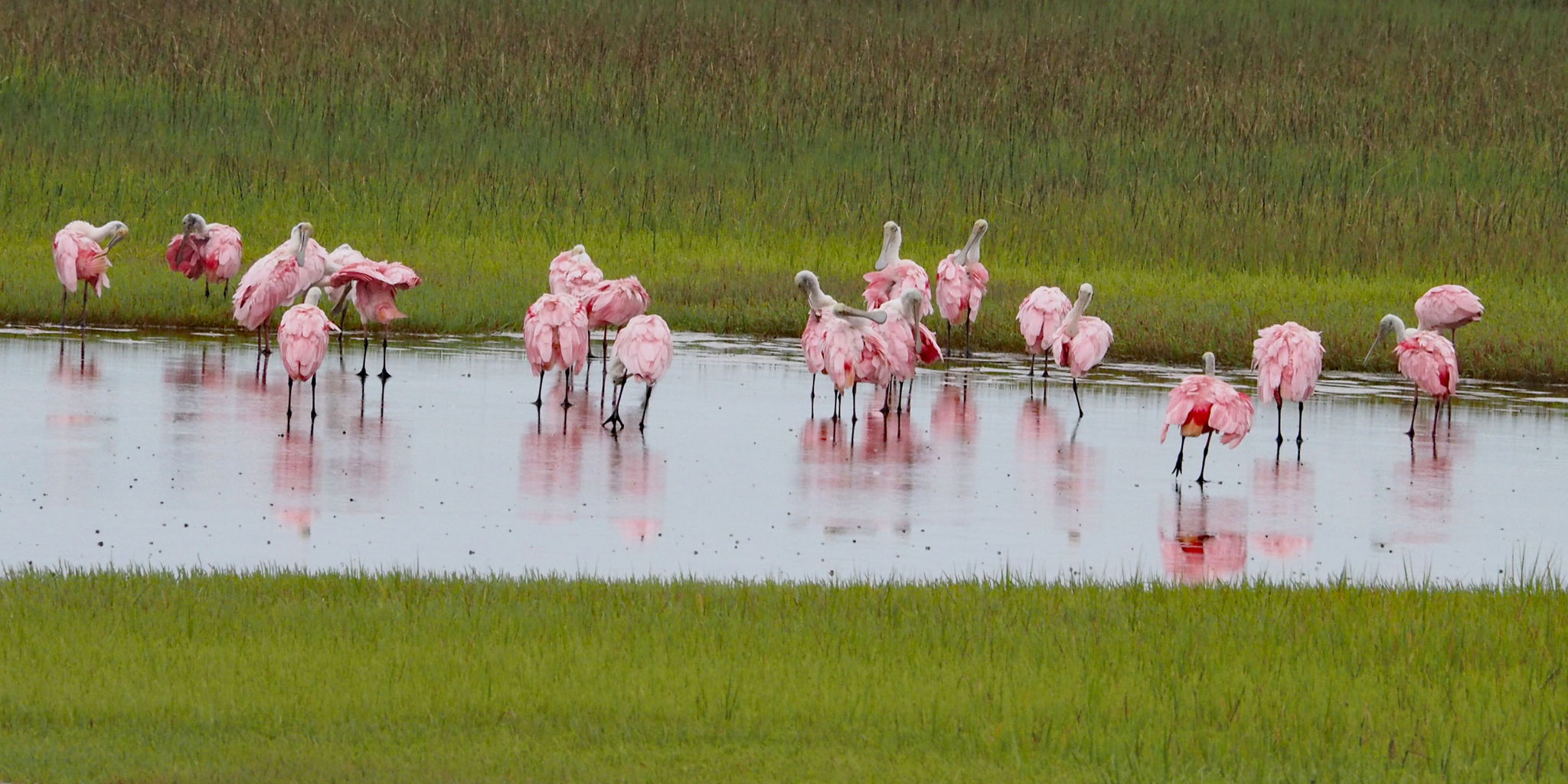 Roseate Spoonbills In Oyster Bay Harbour