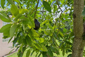  Photo 29