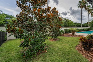 Backyard2