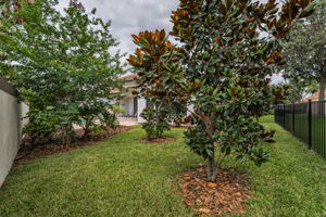 Backyard3