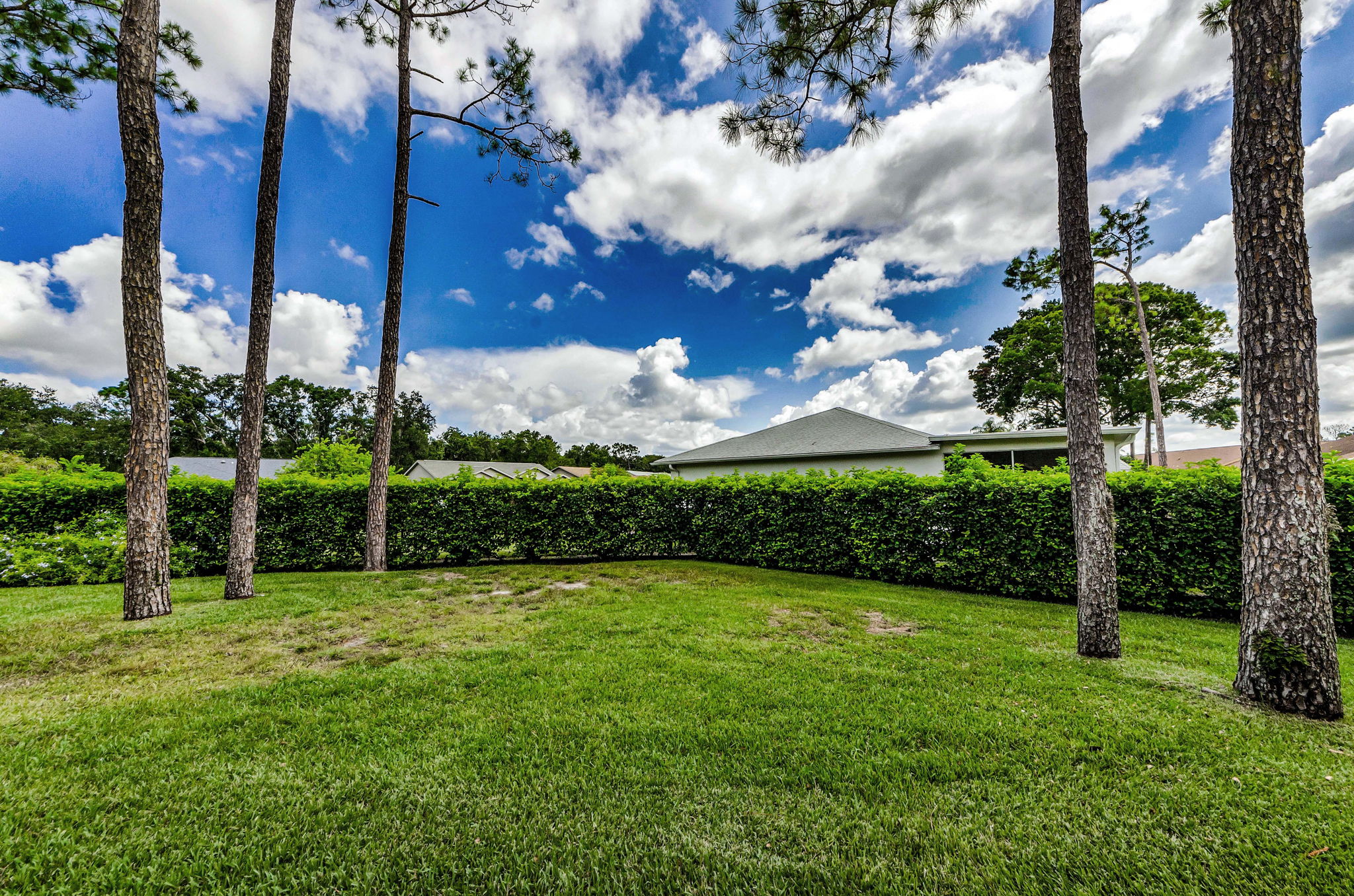 Backyard 4
