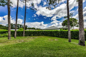 Backyard 4