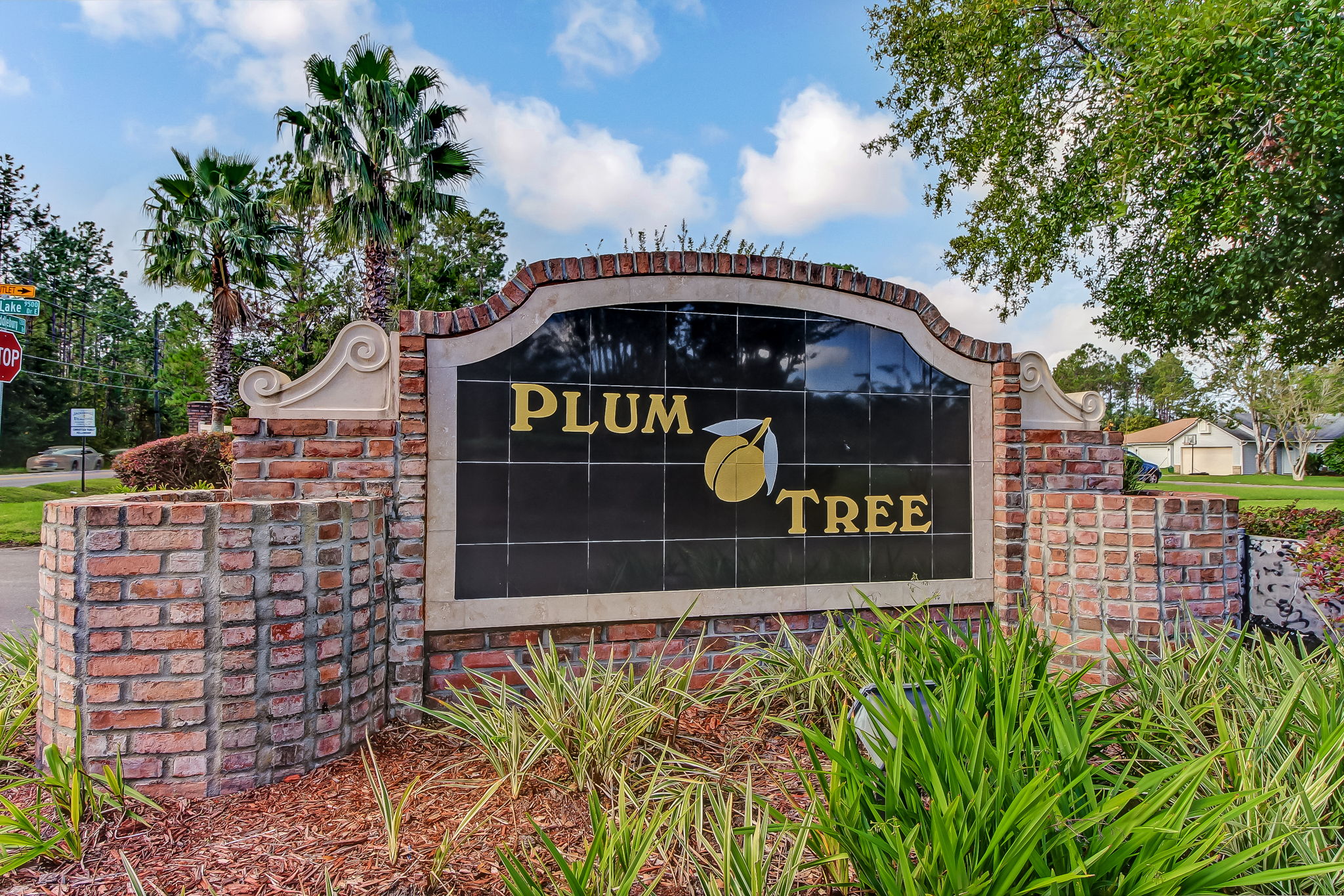 Plum Tree
