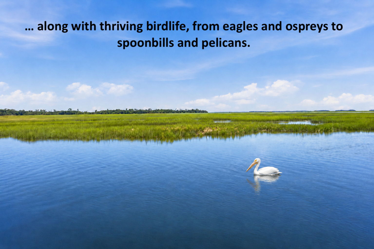 … while eagles, ospreys, spoonbills and pelicans bring the surrounding marsh vividly to life