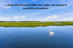 … while eagles, ospreys, spoonbills and pelicans bring the surrounding marsh vividly to life