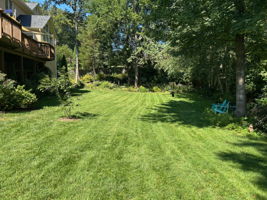 Rear Yard