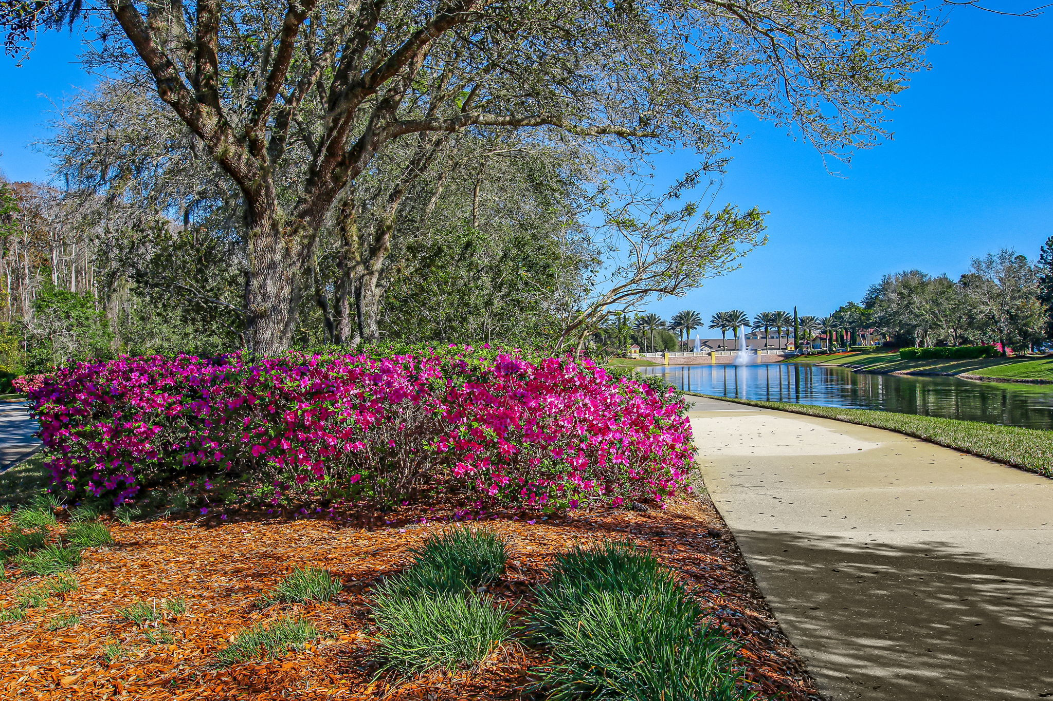 Azalea Lined Sweetwater Sidewalk