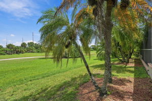 Backyard1