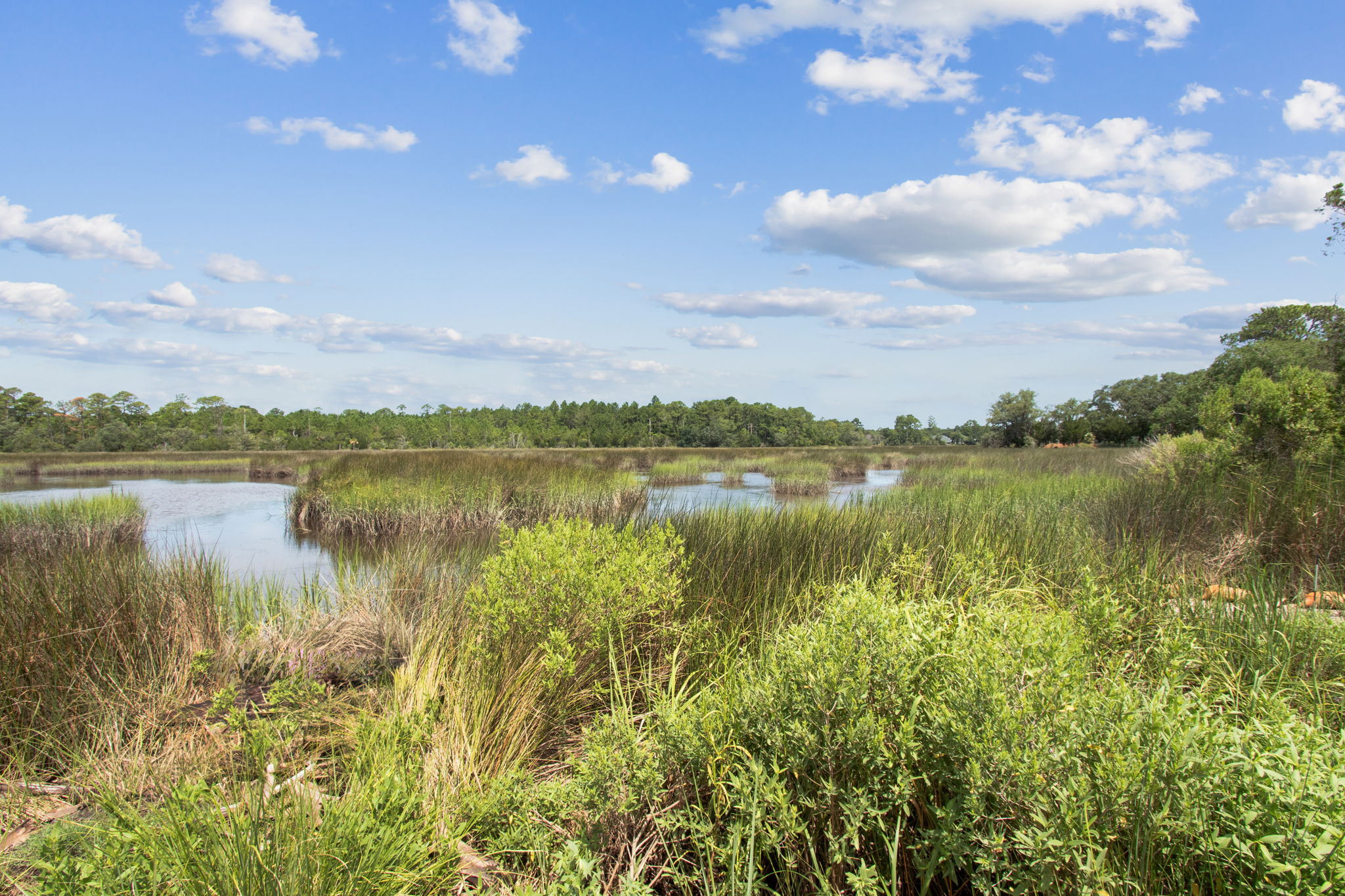 Marsh View