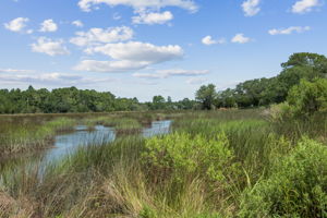 Marsh View