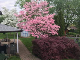 The side yard even has beautiful blossoms.