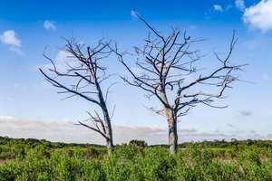 Egans Creek Greenway
