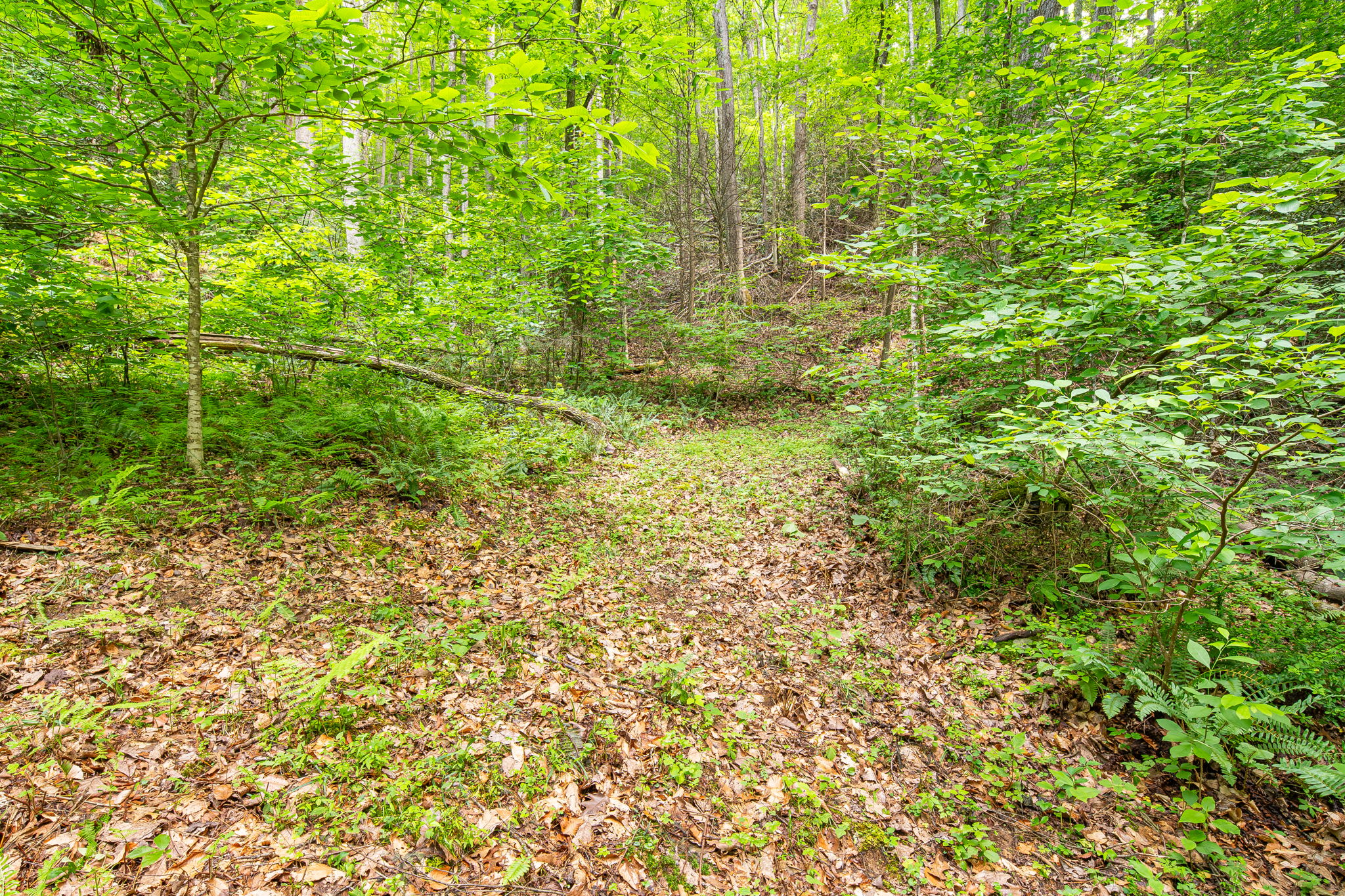 Logging road going up