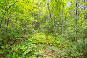Fern path near clearing