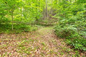 Logging road going up