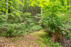logging road going down