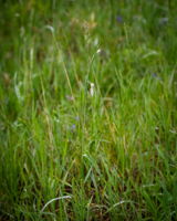  Photo 35