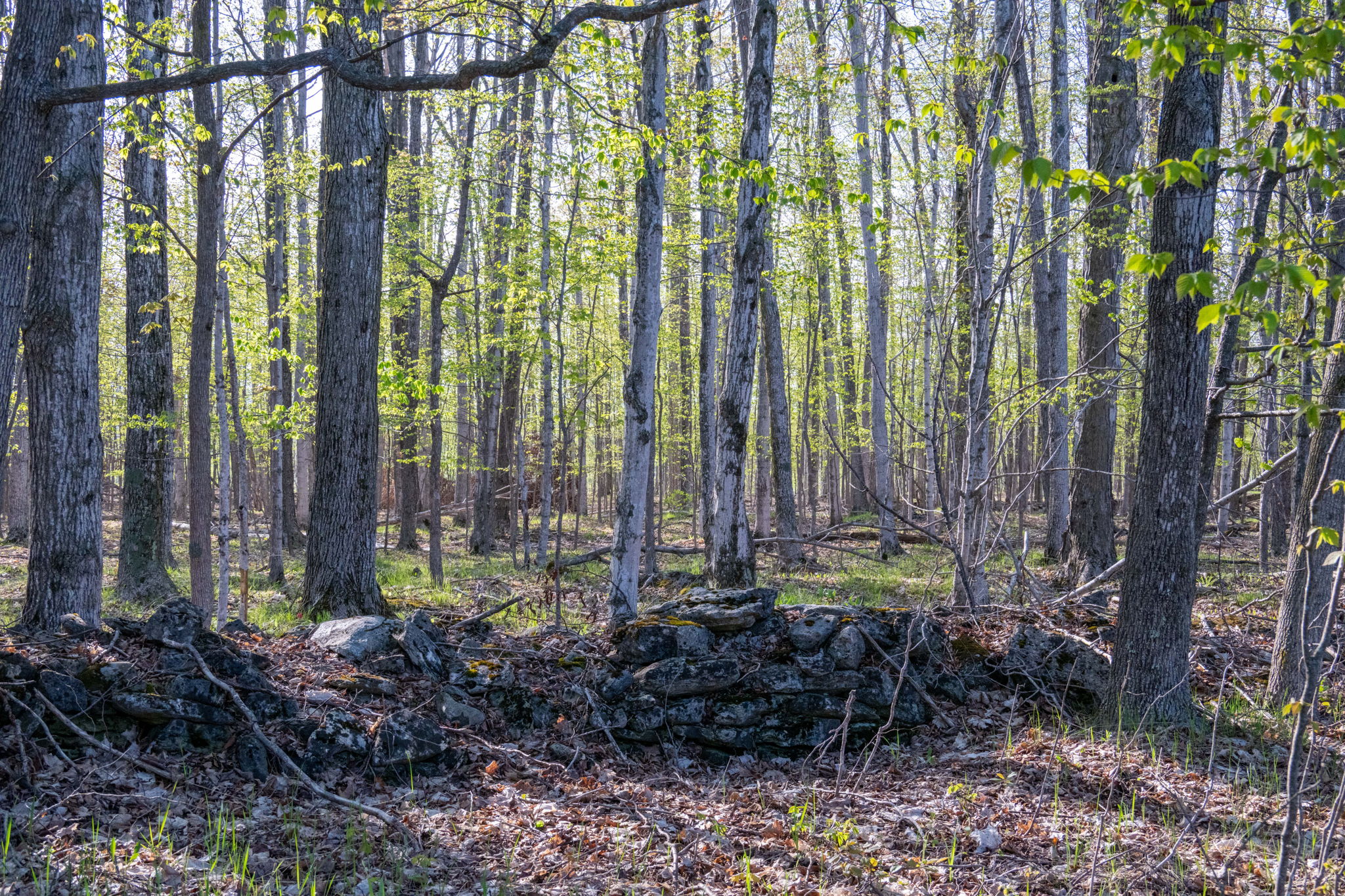 High Plateau Woods Vacant Lots Baileys Harbor Door County Wisconsin-6