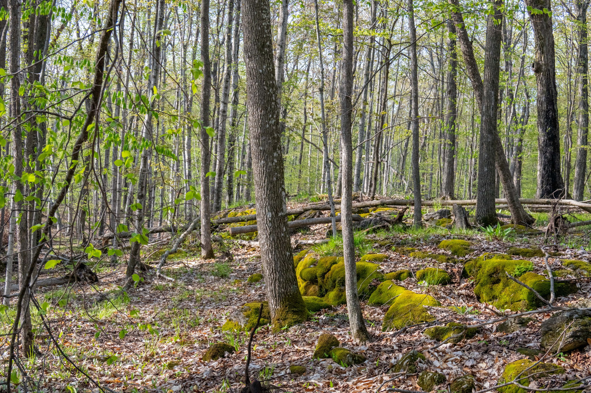 High Plateau Woods Vacant Lots Baileys Harbor Door County Wisconsin-10
