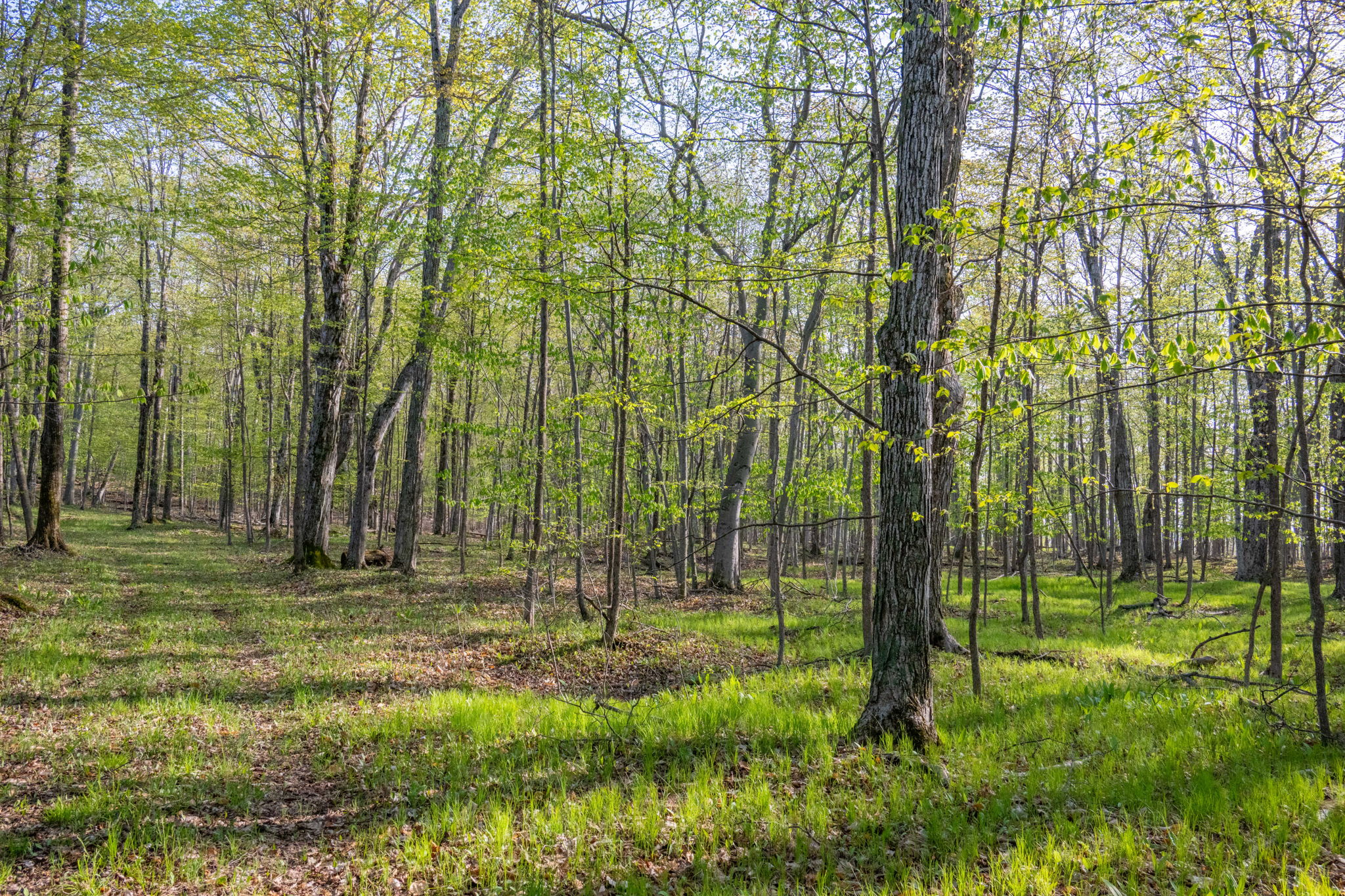 High Plateau Woods Vacant Lots Baileys Harbor Door County Wisconsin-14
