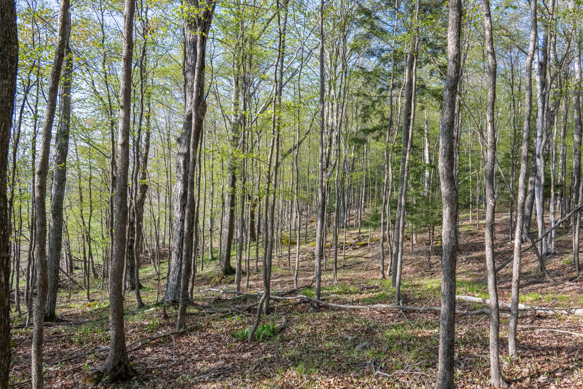 High Plateau Woods Vacant Lots Baileys Harbor Door County Wisconsin-17