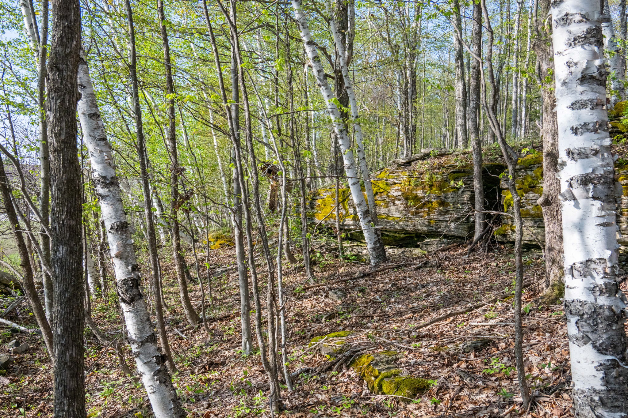 High Plateau Woods Vacant Lots Baileys Harbor Door County Wisconsin-19